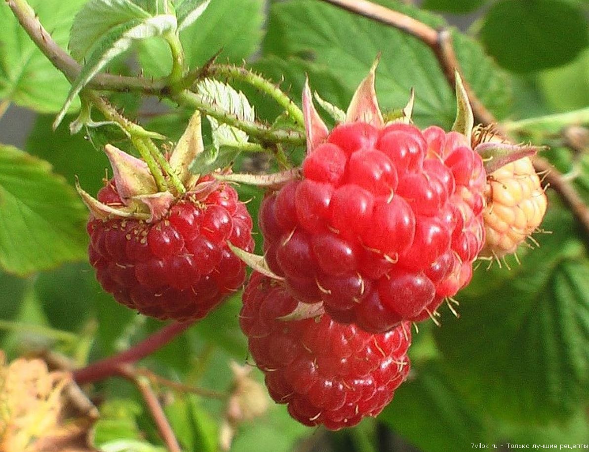 Полезные свойства ранних фруктов и ягод