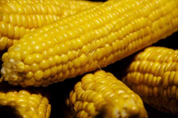 Как варить початок кукурузы в кастрюле