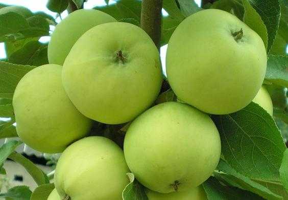 Кисло сладкие яблоки