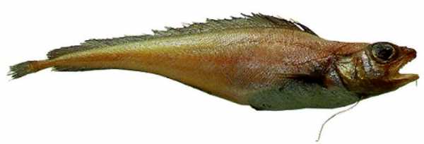 Лемонема рыба фото
